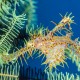Ghost pipefish with eggs  Philippines.