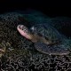 Picture of the Month contests
NOHMALVAF 2023
Resting Turtle - Gili Meno, Indonesia