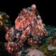 Walking Octopus - Gili islands, Indonesia