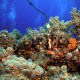 Picture of the Month contests
2010 All the Red Sea
Elba reef reggel 6.30...