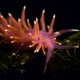 Picture of the Month contests
2007 Nudibranch
lalalala lilacsiga