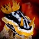 Picture of the Month contests
2010 Nudibranch, worms
