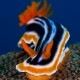 Picture of the Month contests
2010 Nudibranch, worms
