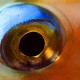 Picture of the Month contests
2007 Eye
The eye of the parrotfish