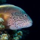 Picture of the Month contests
2007 Colorful underwater world
Szemmel tartalak