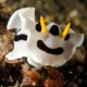 Picture of the Month contests
2010 Nudibranch, worms
Nevess csak!