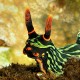 Picture of the Month contests
2007 Nudibranch
Csiga portré