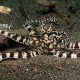 Picture of the Month contests
2009 Secrets of the sand
Mimic octopus,