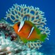 Picture of the Month contests
2008 Clownfish
