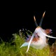 Picture of the Month contests
2007 Nudibranch
