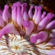 Picture of the Month contests
2007 Colorful underwater world
Érintés nélkül
