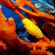 Picture of the Month contests
2007 Nudibranch
Anonymus