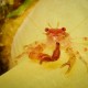 Picture of the Month contests
2011 Yellow
Plankton vacsorára