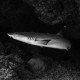 Picture of the Month contests
2011 cartilaginous fish
