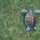 Egy teknős Malendure előtt