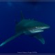 Oceanic Whitetip Shark