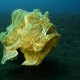 Picture of the Month contests
2014 Humour
Frogfish riding