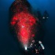 Picture of the Month contests
2017 Red
Karwella roncs borvirágos orra - Karwella wreck with red bow
