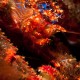 Picture of the Month contests
2012 Crustaceans
