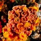 Picture of the Month contests
2012 Underwater garden
Sziklakert