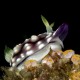 Picture of the Month contests
2013 Nudibranch
Fluo Nudi