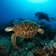 Picture of the Month contests
2013 Turtle
Turtle where...
