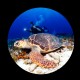 Picture of the Month contests
2013 Turtle
fisheye turtle and photographer