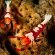 Picture of the Month contests
2012 Crustaceans
Rákok