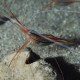 Picture of the Month contests
Subsurface 2013 Public voting
SHRIMP ON STONE