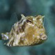 Picture of the Month contests
Subsurface 2013 Public voting
One happy cowfish