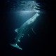 Picture of the Month contests
Subsurface 2013 Public voting
Whale shark feeding at night