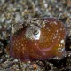 Picture of the Month contests
Subsurface 2013 Public voting
Bobtail squid