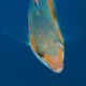 Picture of the Month contests
Subsurface 2013 Public voting
Rainbow wrasse