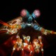 Picture of the Month contests
Subsurface 2013 Public voting
mantis shrimp