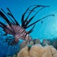 Picture of the Month contests
DC-RSBH Red Sea shootout 2013
Lionfish and sun