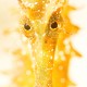 Picture of the Month contests
NOHMALVAF 2023
Seahorse