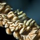 Picture of the Month contests
2008 Arthropods
Zanzibar shrimp (Dasycaris zanzibarica)
