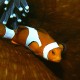 Picture of the Month contests
2008 Clownfish
pihenőállás