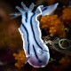Picture of the Month contests
2009 Stripes
Chromodoris willani