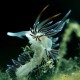 Picture of the Month contests
2007 Nudibranch
Keringő