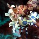 Picture of the Month contests
2007 Colorful underwater world
Rózsaszínű tükörben (avagy az asszony árnyékában)