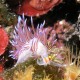 Picture of the Month contests
2007 Nudibranch
Rohanó csiga