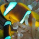 Picture of the Month contests
2008 Clownfish
