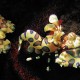 Picture of the Month contests
2007 Colorful underwater world
Az uram árnyékában