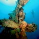 Picture of the Month contests
2008 Steel reef
Japanese wreck