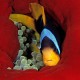 Picture of the Month contests
2008 Clownfish
Nemo City