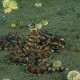 PJ / Mimic Octopus