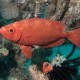 Taba, Morgana House Reef