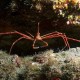 Arrow Crab