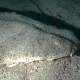 Angel Shark